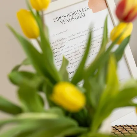 Sipos Borház és Badacsonyörs